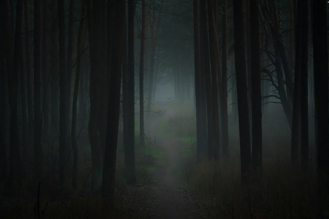 foggy forest path at dusk