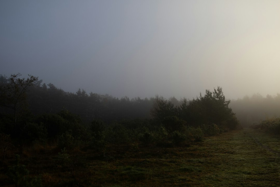 foggy forest path at dusk